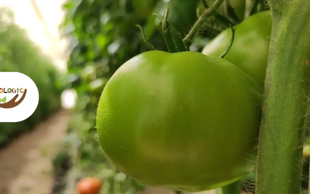 Verduras hidropónicas en Perú, qué son y dónde comprarlas