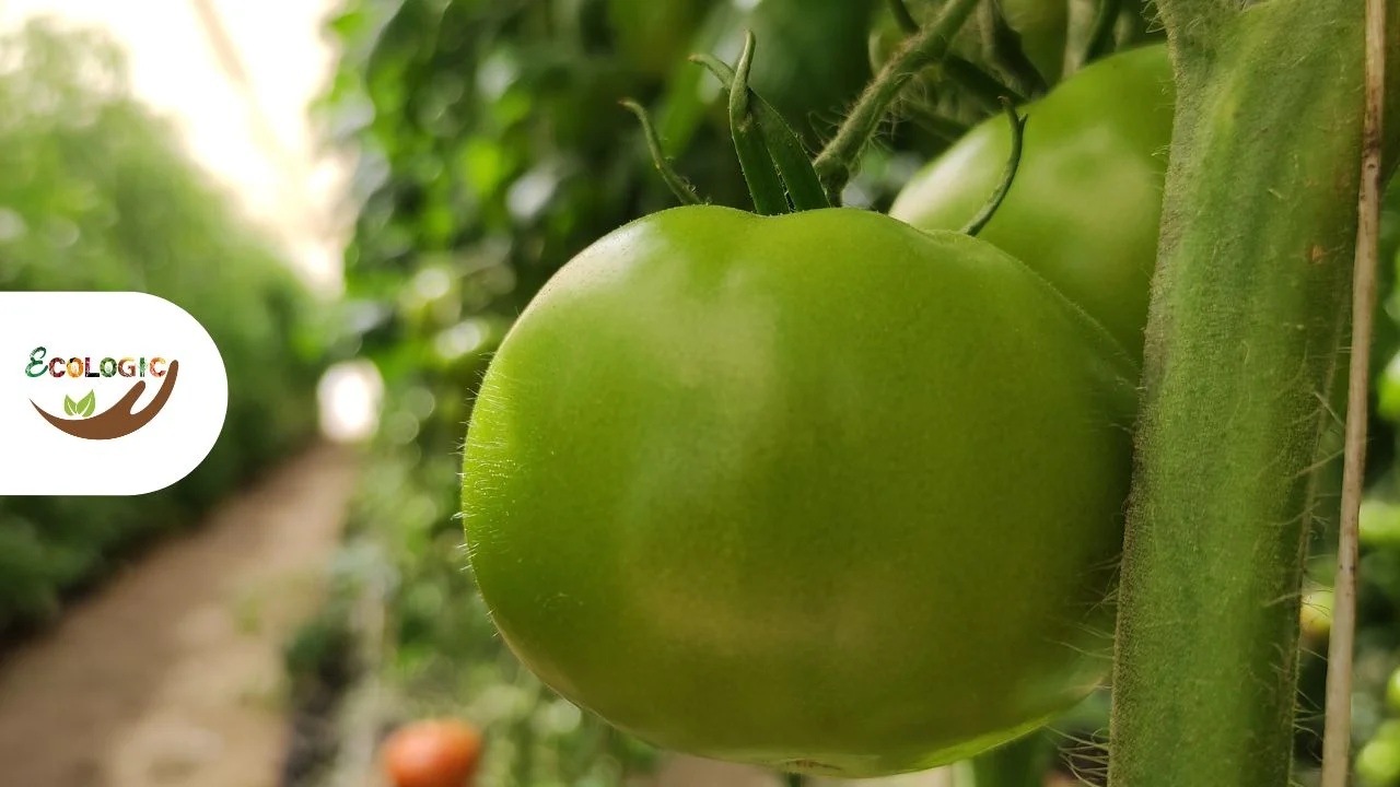 Verduras hidropónicas en Perú